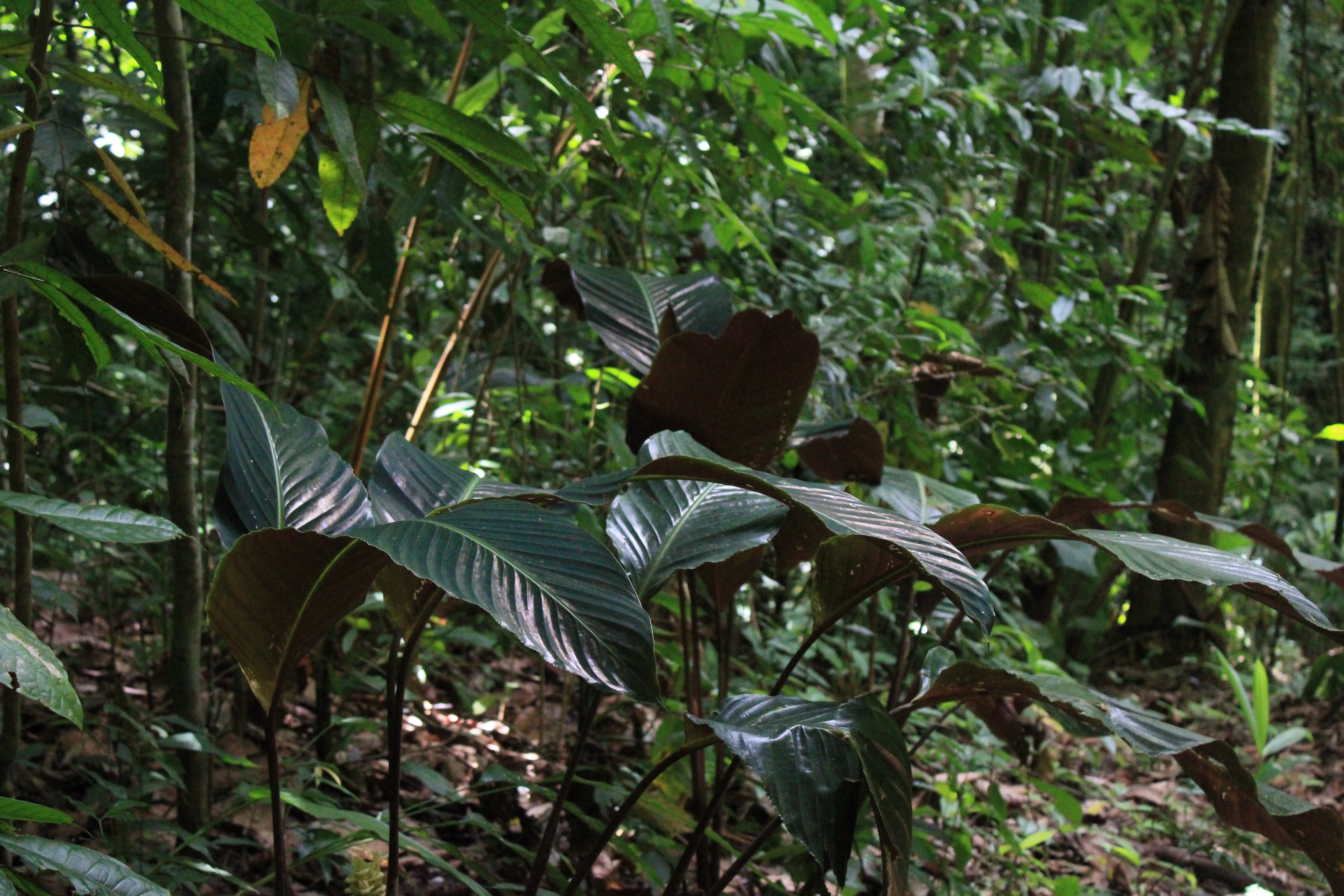calathea vinosa